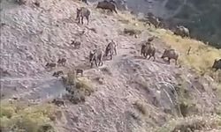 Elazığ'da domuzlar sürü halinde görüntülendi