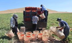 Elazığ'da mevsimlik işçilerin tarlada ekmek mücadelesi