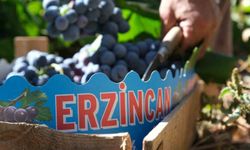 Erzincan'ın siyah incisi Cimin üzümünde hasat zamanı