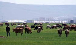 Erzurum'da kırsal kalkınmaya dev destek: 329 Projeye 171 Milyon TL hibe