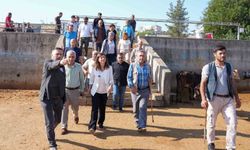 Eşbaşkan Bucak, hayvan borsasında incelemelerde bulundu
