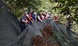 'Fındık hasat filesi maliyetleri yüzde 80 düşürüyor'