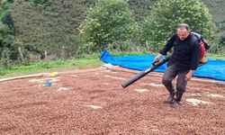 Fındık üreticisi, yağmur nedeniyle kurutamadığı ürününü üfleme körüğüyle kurutuyor