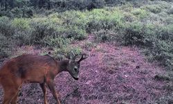 Ganos Dağları'nda karacalar fotokapana yakalandı