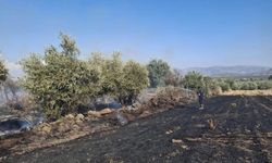 Hassa'da zeytinlik alan ve anız yangını geniş alana yayılmadan söndürüldü