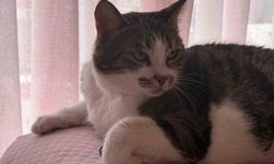 Hırçın kedi hırsızlara geçit vermedi; O anlar kamerada