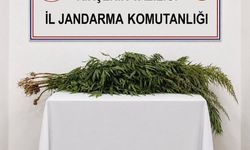 İkametlerde yapılan aramalarda 30 kök uyuşturucu ele geçirildi