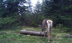 Ilgaz Dağı'nda kızıl geyik, su içerken görüntülendi