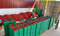 Kapya biber de bolluk fiyatları düşürdü