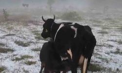 Karabük'te dolu yağışı etkili oldu