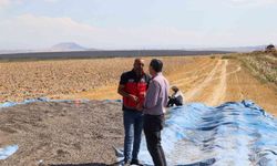 Karapınar'da ayçiçeği ve patates hasadı sürüyor