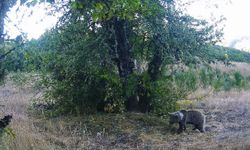 Kastamonu'da yaban hayatı fotokapanlarla görüntülendi