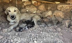 Kayaların arasında sıkışan yavru köpekleri duyarlı vatandaş kurtardı