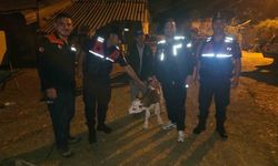 Kayıp büyükbaş hayvan, tarlada doğum yapmış halde bulundu