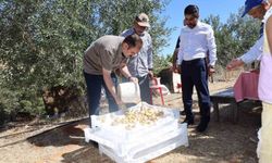Kaymakam Battal, incir hasadında üreticilerle bir araya geldi