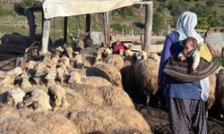 Konargöçer ailelerin ömrü yaylalarda geçiyor