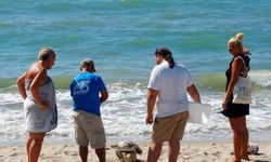 Kuşadası Körfezi'nde 4 deniz kaplumbağası ölü bulundu