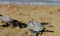 Kuşadası'nda sürpriz caretta caretta çıkışı