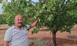 Malatya'da hasattan aylar sonra dalında kayısı bulunan ağaçlar şaşırtıyor