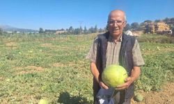 Manisalı çiftçi dede mirası ata tohumu karpuz geleneğini sürdürüyor