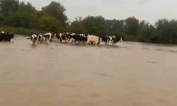 Merayı su bastı, mahsur kalan inekleri sahipleri kurtardı