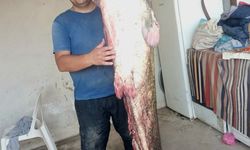 Meriç Nehri'nde 2 metre 45 santimetrelik dev yayın balığı