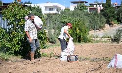 Mersin'de üreticilere 10 bin enginar yumrusu desteği