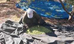 Mersin'de zeytin hasadı başladı: Bahçede 10 ile 60 TL arasında