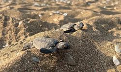 Mersin'den 100 bin yavru 'caretta caretta' Akdeniz'le buluştu