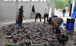 Muğla'nın ihracatında su ürünleri, zeytin ve madencilik öne çıkıyor