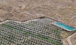 Niğde'nin bin 800 rakımlı Tumlu Yaylası'nda Geven Balı bereketi