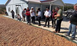 Şarköy'de badem hasadı başladı