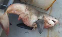 Saros Körfezi'nde balıkçıların ağına 65 kiloluk köpek balığı takıldı