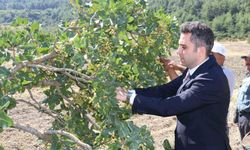 Selendi'nin 'Yeşil Altın'ın da hasat başladı
