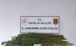 Serik'te 80 kök kenevir bitkisi ele geçirildi