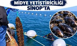 Sinop'ta 9 ayda 182 ton midye hasadı