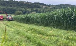 Sinop'ta maralfalfa üretiminde ilk hasat yapıldı