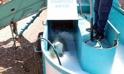 Talas'ta 16 bin koyun bu banyodan geçti