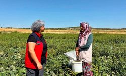 Turşuluk salatalık hasadı sürüyor