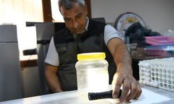 Yeşil vatanın sessiz koruyucuları laboratuvarda yetiştiriliyor