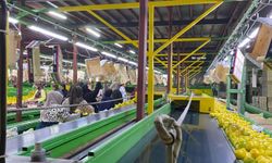Yurt dışına satılan limonda pestisit kontrolleri sürüyor