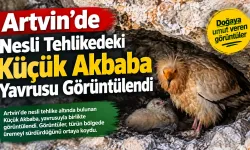Nesli Tehlikedeki Küçük Akbaba Yavrusu Kameraya Yakalandı