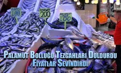 Palamut bolluğu tezgahları doldurdu, fiyatlar sevindirdi