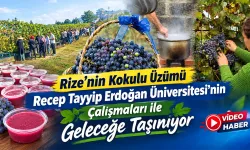 Rize’nin Coğrafi İşaretli Kokulu Üzümü Geleceğe Taşınıyor