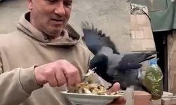 4 yıldır beslediği kargasına elleriyle balık yedirdi