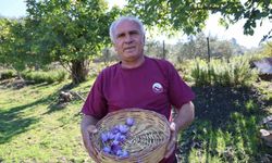Adana'da safran hasadı başladı: Gramı 900 TL