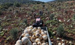 Ağırlıkları 30 kilograma ulaşan tescilli beyaz kabakta bereketli hasat başladı