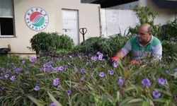 Antalya'nın dört bir yanı Kepez'de yetiştirilen çiçeklerle renkleniyor