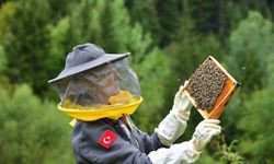 Artvin'de arıcılığı turizmle buluşturmak için rota belirleniyor