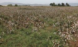 Aydın pamuğu yağmura hazırlıksız yakalandı